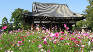 境内の花が美しい、花が咲く季節には「関西花の寺二十五ヵ所」を巡ろう